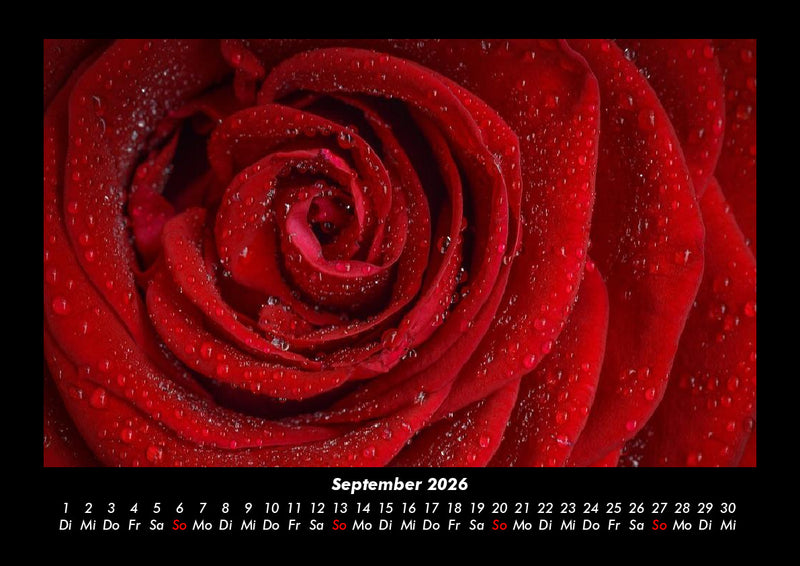 Strahlend schöne Rosen Fotokalender 2026 - 9