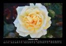 Strahlend schöne Rosen Fotokalender 2026 - 10