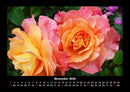 Strahlend schöne Rosen Fotokalender 2026 - 11