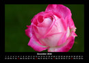 Strahlend schöne Rosen Fotokalender 2026 - 12