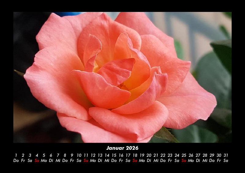 Strahlend schöne Rosen Fotokalender 2026 - 1