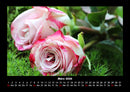 Strahlend schöne Rosen Fotokalender 2026 - 3