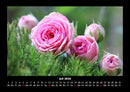 Strahlend schöne Rosen Fotokalender 2026 - 7
