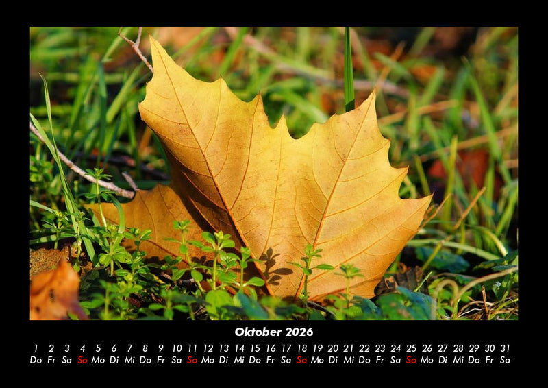 Waldzauber Fotokalender 2026 - 10