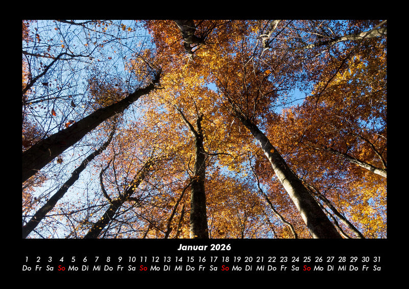 Waldzauber Fotokalender 2026 - 1