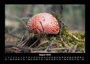 Waldzauber Fotokalender 2026 - 8