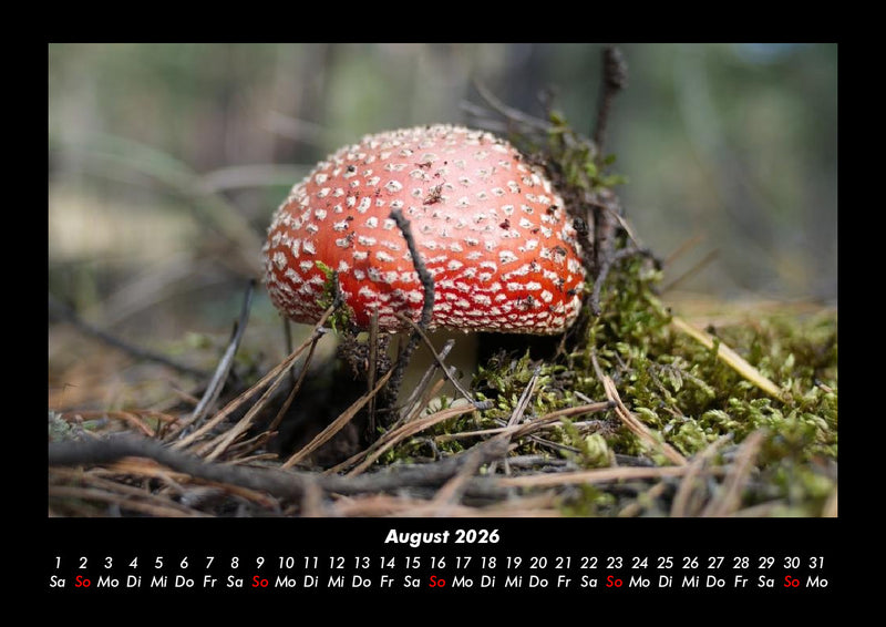Waldzauber Fotokalender 2026 - 8