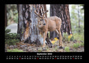 Waldbewohner Fotokalender 2026 - 9