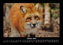 Waldbewohner Fotokalender 2026 - 10