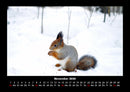 Waldbewohner Fotokalender 2026 - 11