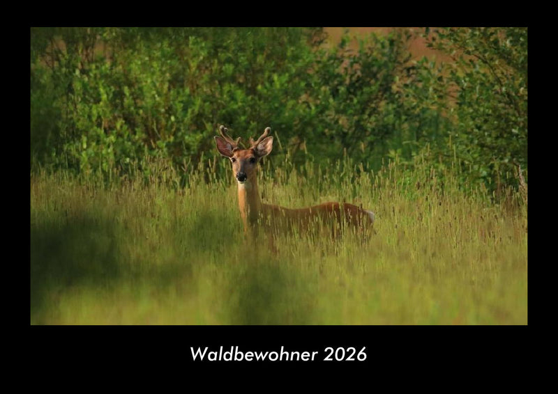 Waldbewohner Fotokalender 2026 - Hauptbild