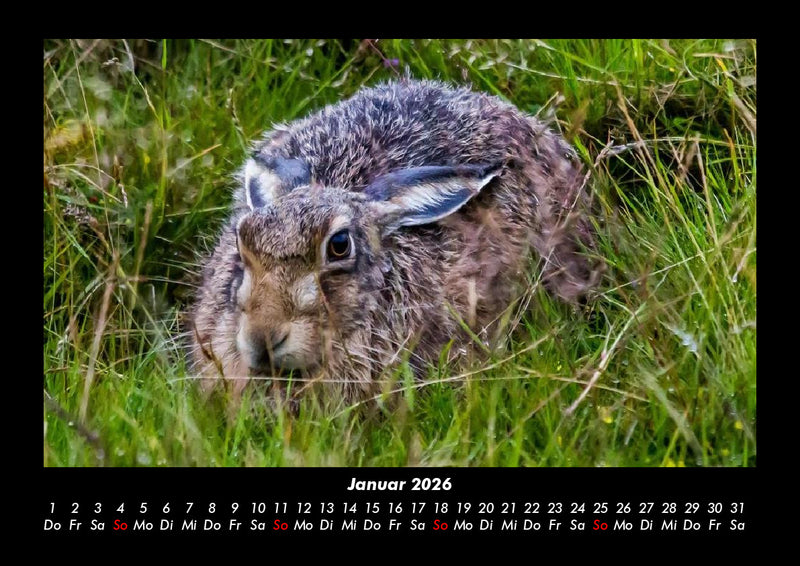 Waldbewohner Fotokalender 2026 - 1