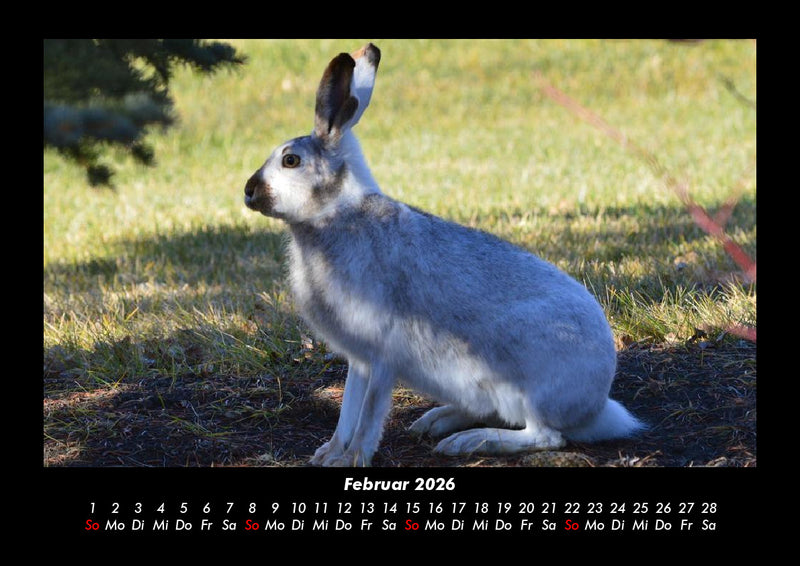 Waldbewohner Fotokalender 2026 - 2