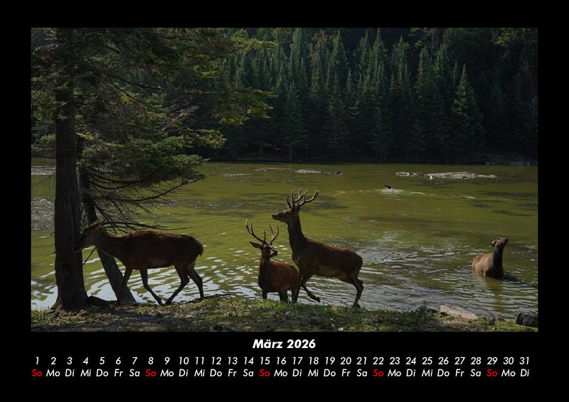 Waldbewohner Fotokalender 2026 - 3
