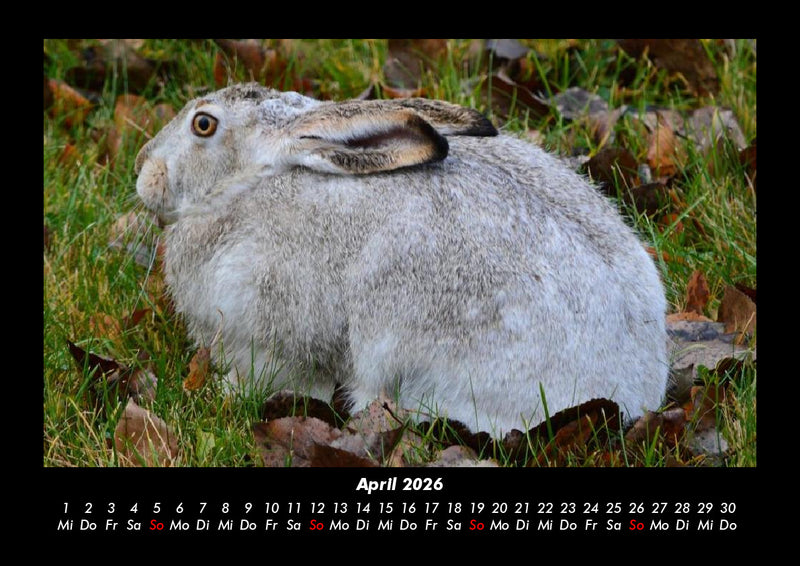 Waldbewohner Fotokalender 2026 - 4