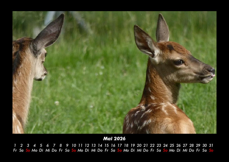 Waldbewohner Fotokalender 2026 - 5