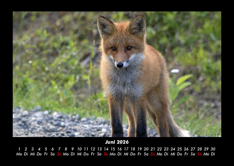 Waldbewohner Fotokalender 2026 - 6