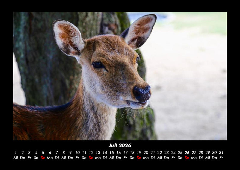 Waldbewohner Fotokalender 2026 - 7