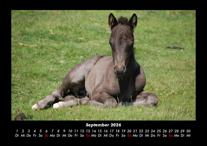 Tierkalender Fotokalender 2026 - 9