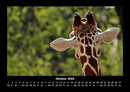 Tierkalender Fotokalender 2026 - 10