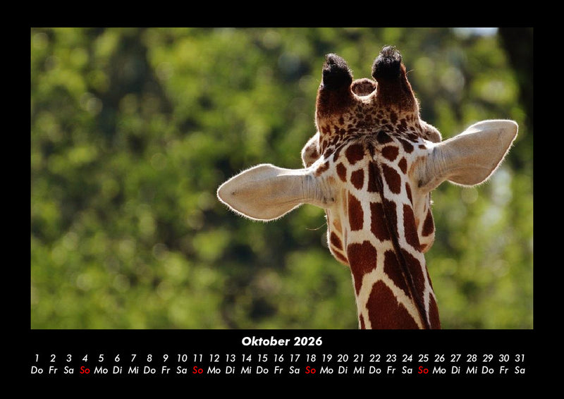 Tierkalender Fotokalender 2026 - 10