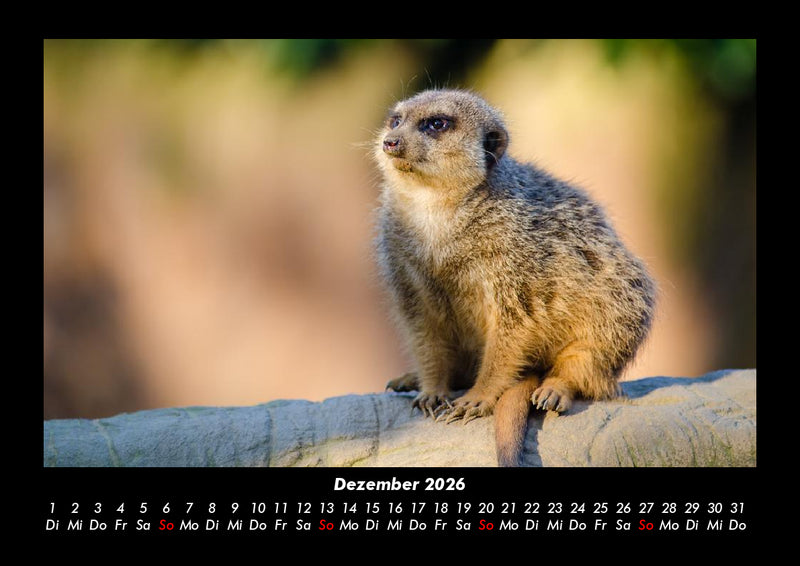 Tierkalender Fotokalender 2026 - 12