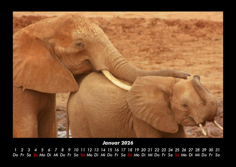 Tierkalender Fotokalender 2026 - 1