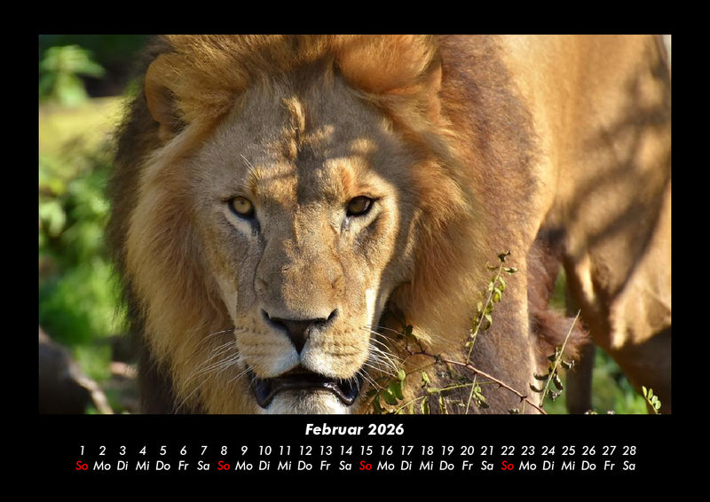 Tierkalender Fotokalender 2026 - 2