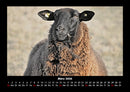 Tierkalender Fotokalender 2026 - 3