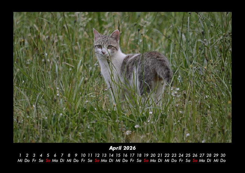 Tierkalender Fotokalender 2026 - 4