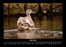 Tierkalender Fotokalender 2026 - 5