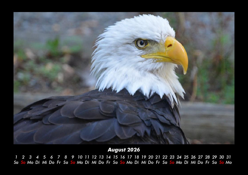 Tierkalender Fotokalender 2026 - 8