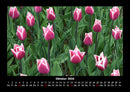 Blumenträume Fotokalender 2026 - 10