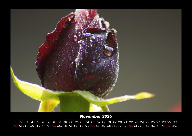 Blumenträume Fotokalender 2026 - 11