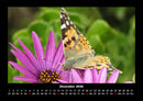 Blumenträume Fotokalender 2026 - 12