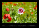 Blumenträume Fotokalender 2026 - 1
