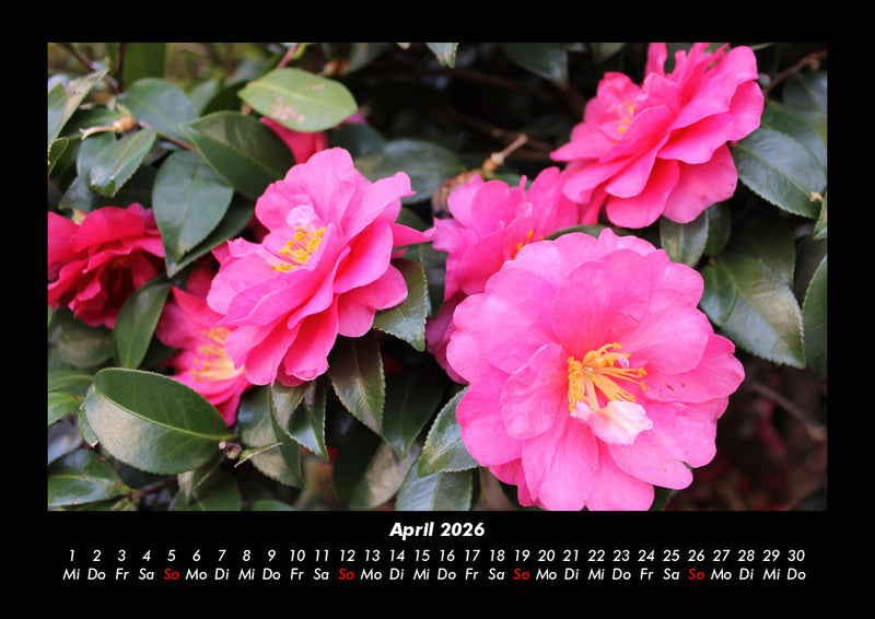 Blumenträume Fotokalender 2026 - 4