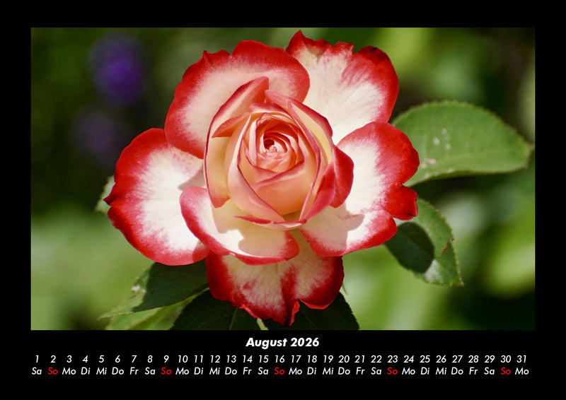 Blumenträume Fotokalender 2026 - 8