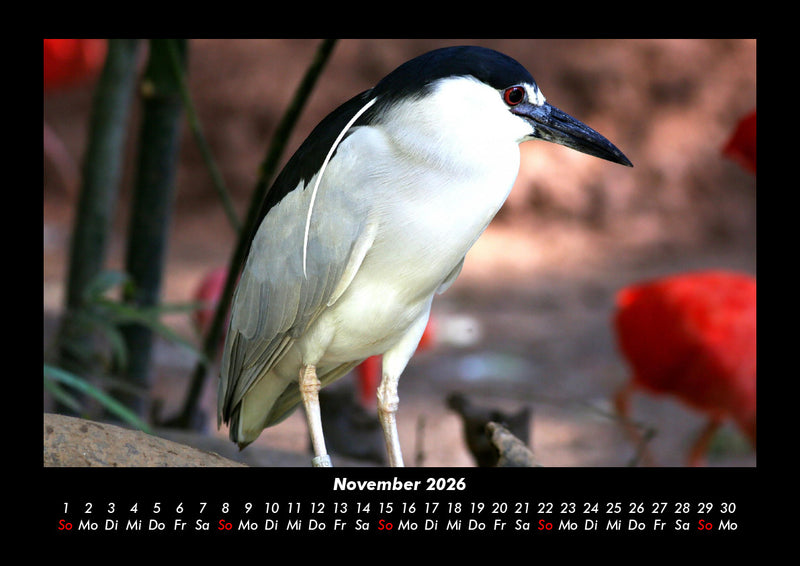 Vogelparadies Fotokalender 2026 - 11