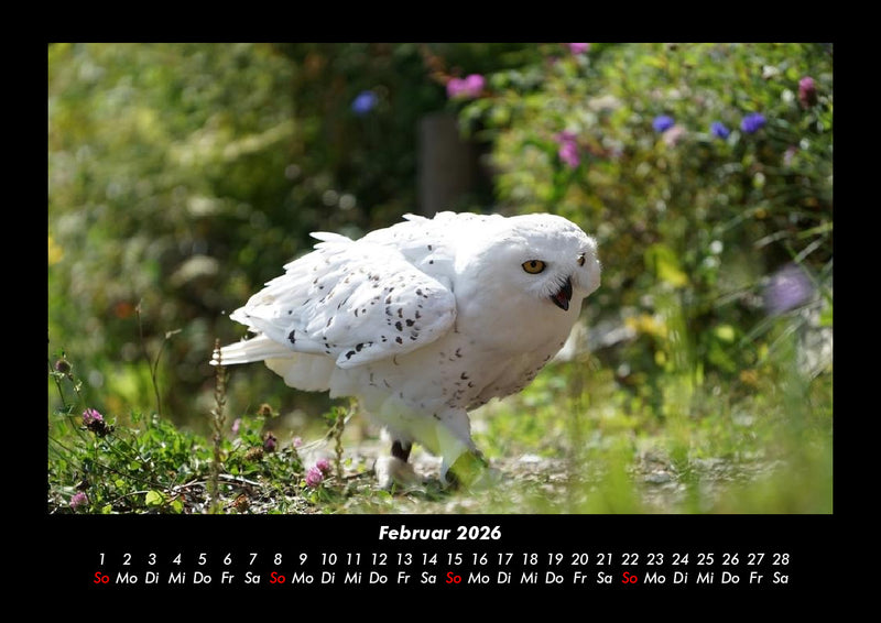 Vogelparadies Fotokalender 2026 - 2