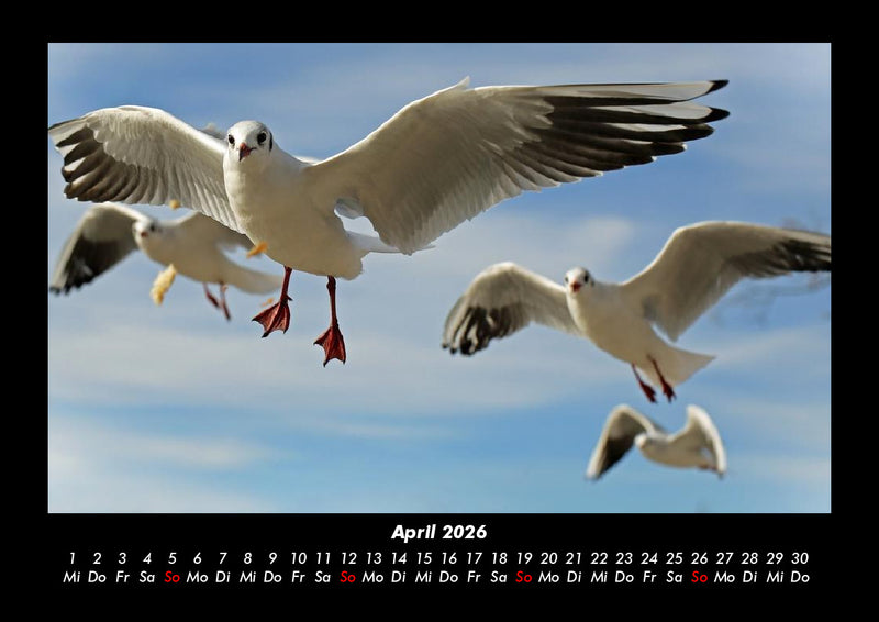Vogelparadies Fotokalender 2026 - 4