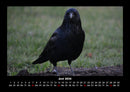 Vogelparadies Fotokalender 2026 - 6