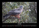 Vogelparadies Fotokalender 2026 - 7