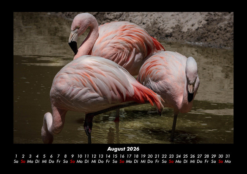 Vogelparadies Fotokalender 2026 - 8