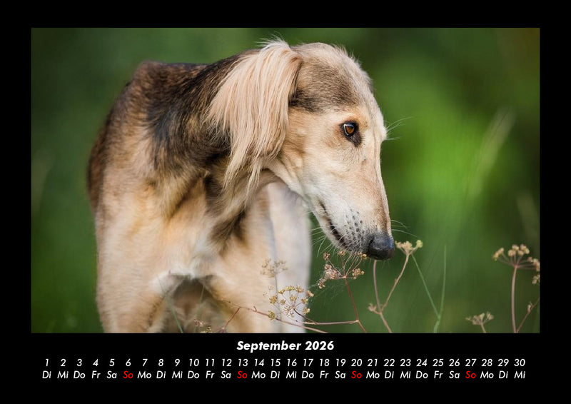Hunde Fotokalender 2026 - 9