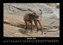 Hunde Fotokalender 2026 - 10