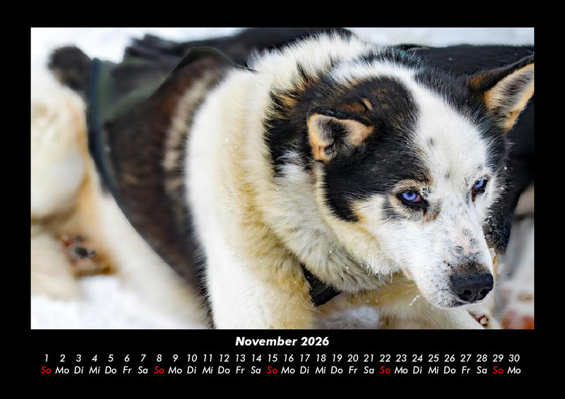 Hunde Fotokalender 2026 - 11
