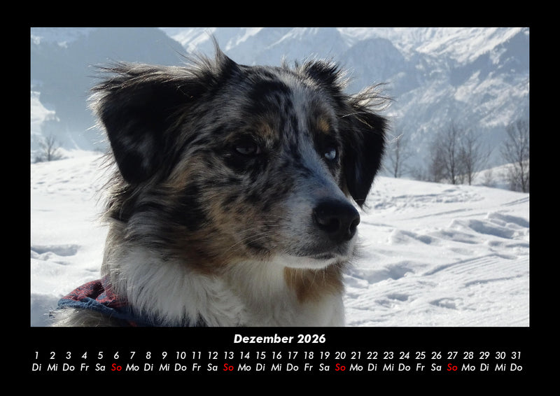 Hunde Fotokalender 2026 - 12
