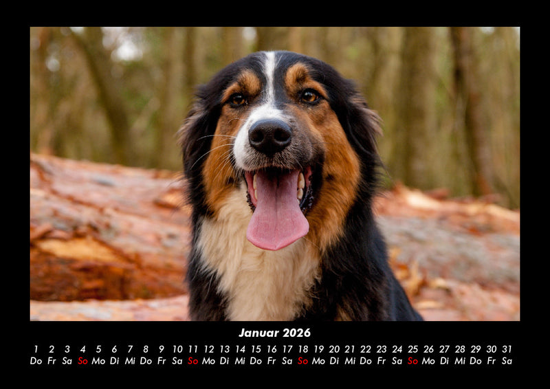Hunde Fotokalender 2026 - 1