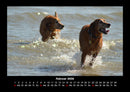 Hunde Fotokalender 2026 - 2